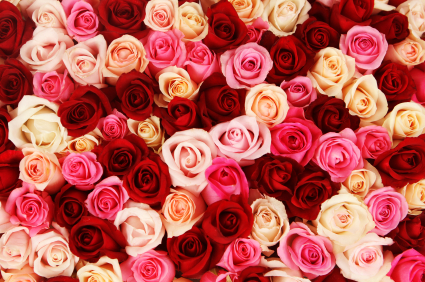 Rose Meanings Florist 