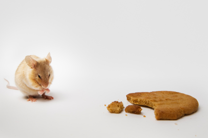 How to Get Rid of Mice Humanely