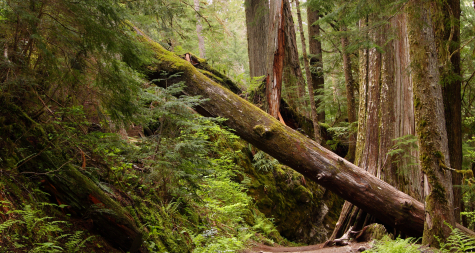 How to Remove a Very Large Fallen Tree