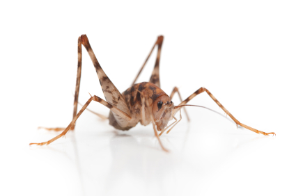 How to get Rid of Camel Crickets in your House