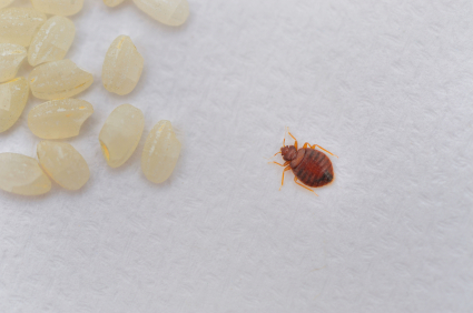 How to Remove Bed Bugs from your House