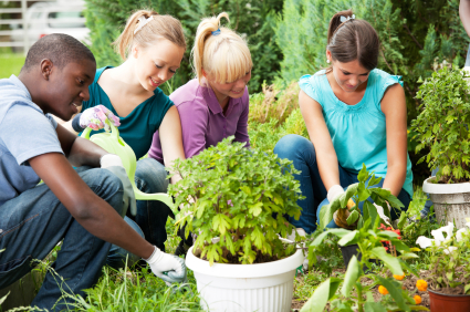 Tending your Garden after Hail Storm