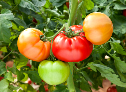 How to Get Rid of Bugs in Vegetable Gardens