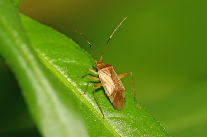 Getting Rid of Stink Bugs