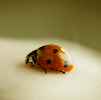 Natural Way to Get Rid of Ladybugs