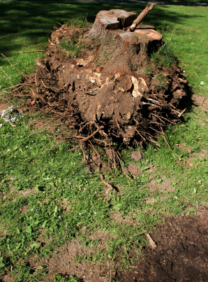 Removing Tree Root from Lawn