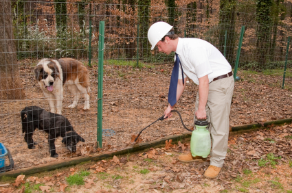 Are Pesticides Harmful to Dogs Pest Control