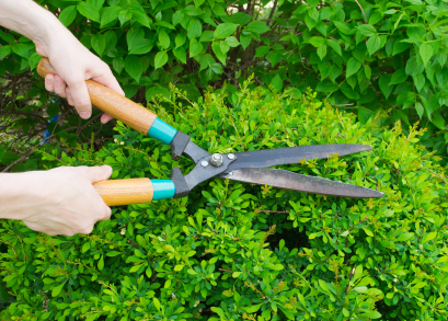 How to Trim Bushes