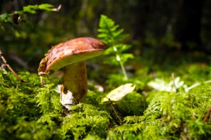 How to Kill Mushrooms in Yard - Landscapers - TalkLocal Blog — Talk