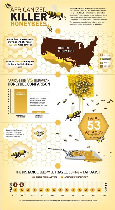 How Well Do You Know Africanized Killer Bees?