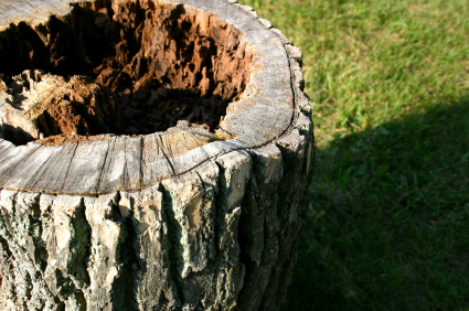 How to Remove a Tree Stump Tree Removal 
