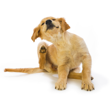 Home Remedies for Getting Rid of Fleas in the House