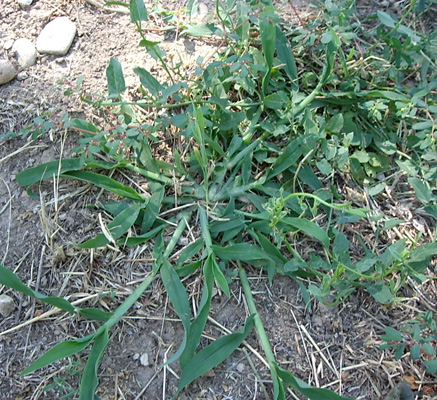 Getting Rid of Crabgrass