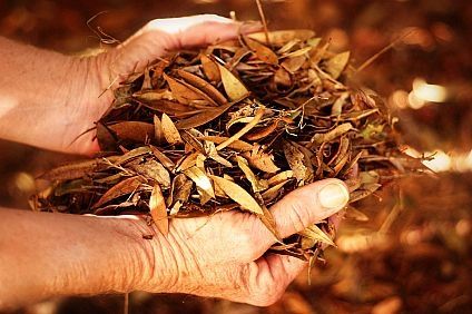 How to Compost Fall Leaves