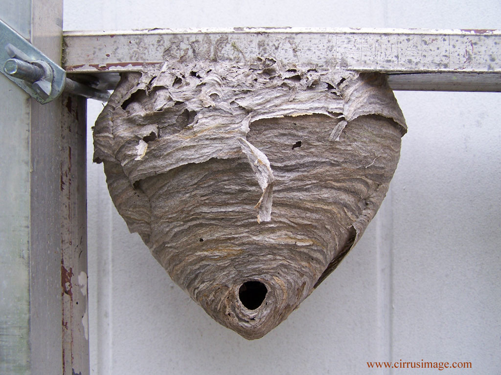 How to get rid of Hornet Nests