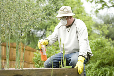Get Rid of Pests Naturally with Green Pest Control - Pest Control