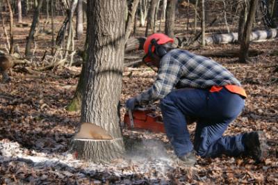 Cutting a Tree Down Safely