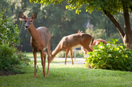 How to Keep Deer off Lawn How to Keep Deer off Lawn Landscapers