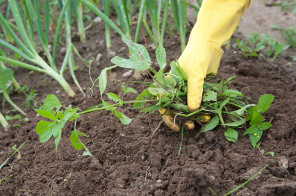 How to get rid of Broadleaf Weeds