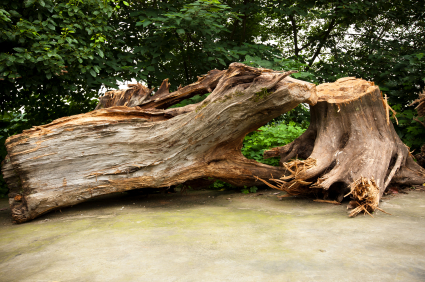 How to Repair a Split Tree Trunk How to Repair a Split Tree Trunk Tree Removal