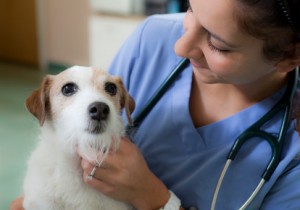 What Type of Animals do Veterinarians Work With? - Veterinarians