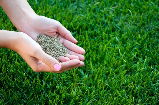 Best Time to Seed My Lawn - Landscapers