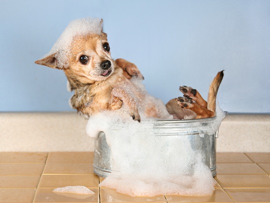 Dog Still Smells After a Bath