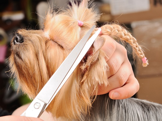 Grooming Your Dog Grooming Your Dog