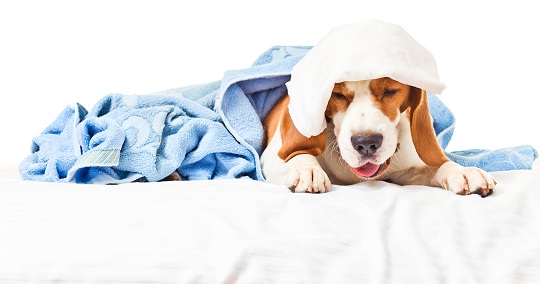 Tips on Caring for Sick Pets