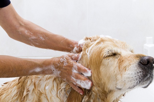 Wash Your Own Dog