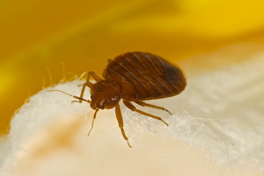 How to Treat Bed Bug Bites