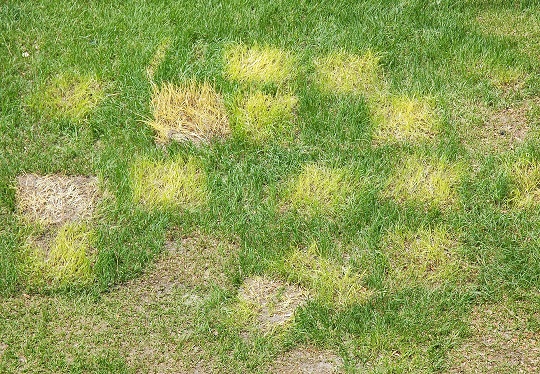 What is Overseeding? - Landscapers