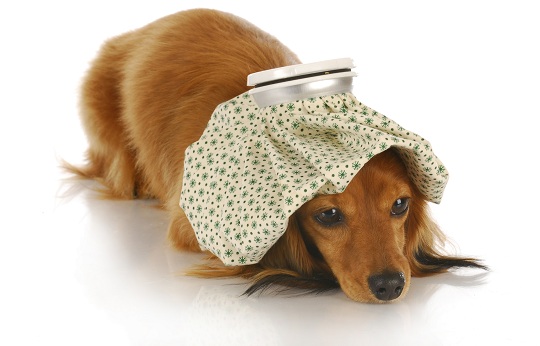 How to Tell if your Dog is Sick