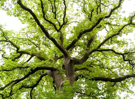 Fertilize Oak Trees - Landscapers