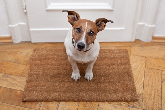 Private: How to Remove Pet Stains from Carpet