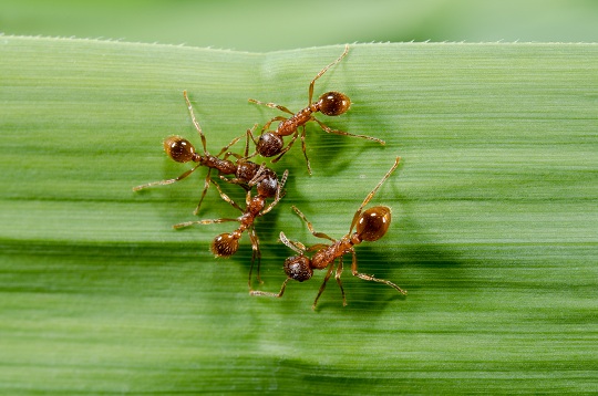 How to Treat Fire Ant Bites How to Treat Fire Ant Bites - Pest Control
