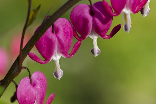 How to Take Care of Perennials