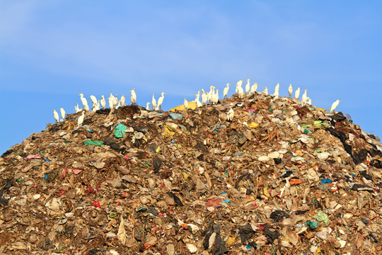 Benefits Of Composting Your Garbage