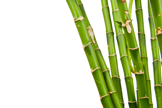 Best Conditions For Growing Bamboo - Landscapers