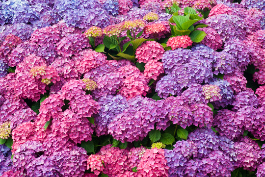 Best Conditions For Growing Hydrangeas - Landscapers