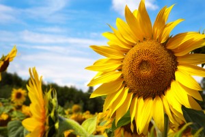 Best Growing Conditions For Sunflowers - Landscapers