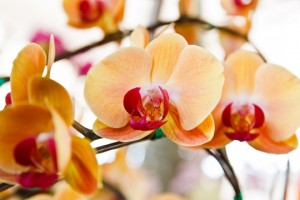 Common Exotic Flowers For A Garden - Florists