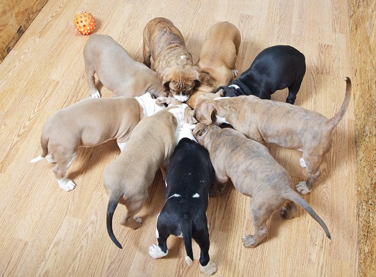 Best Dog Food for Puppies
