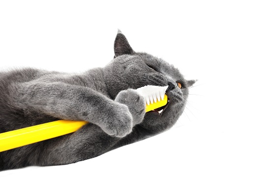 Cats Teeth Cleaning