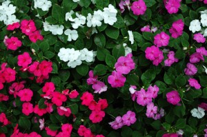 Common Perennial Flowers - Landscapers