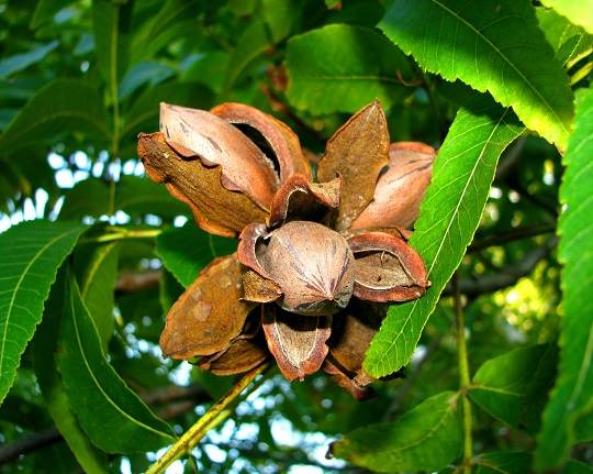 Fertilize Pecan Trees