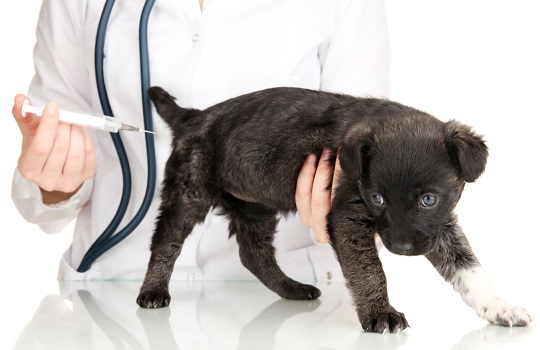 When to Get Puppy Vaccinated