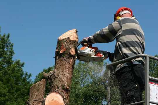 Pros and Cons of Tree Removal