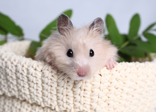 How to Tell If Your Hamster Is Sick How to Tell If Your Hamster Is Sick - Veterinarians