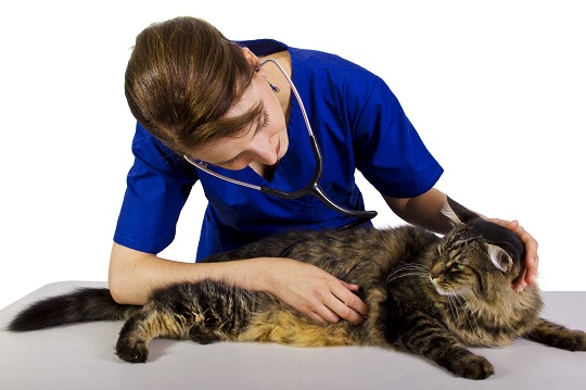 Symptoms of UTI in Cats - Veterinarians